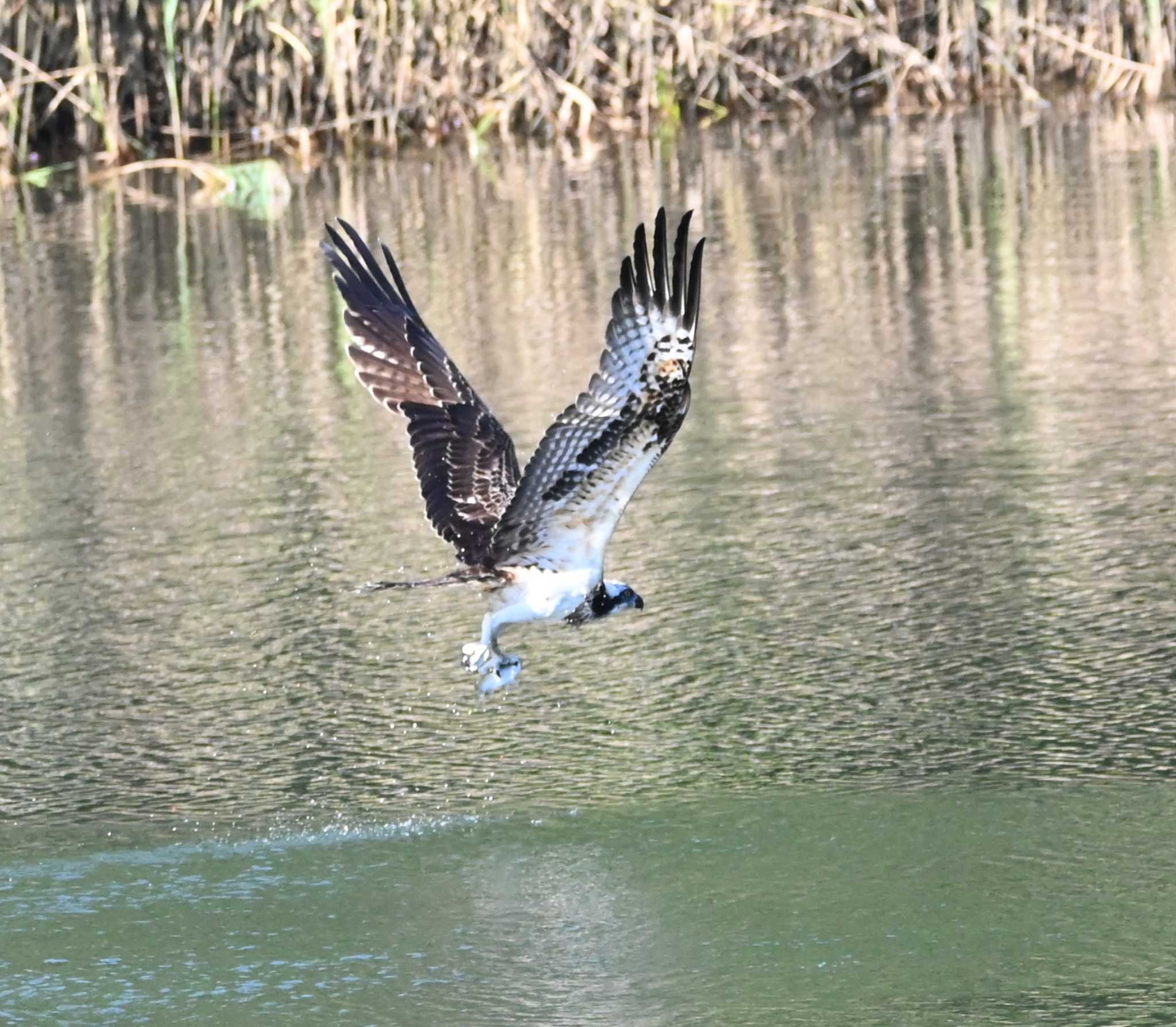 長浜公園 ミサゴの写真 by Biker