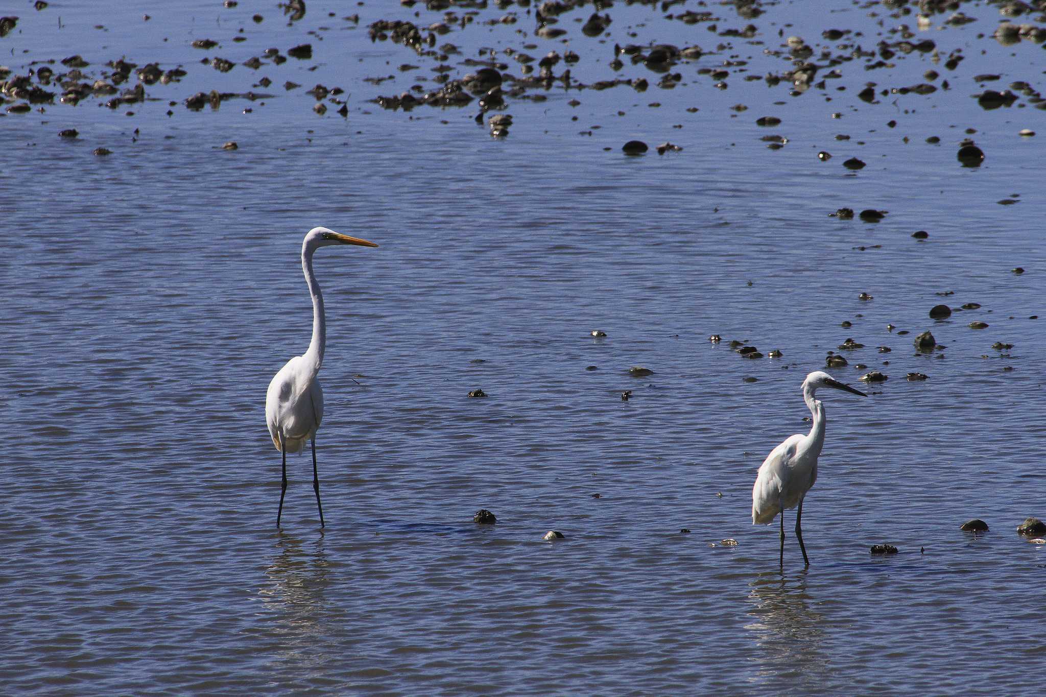 Great Egret