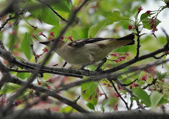 Chestnut-cheeked Starling 神奈川県 Thu, 4/20/2017