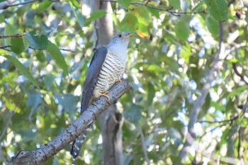 2021年9月20日(月) 秋ヶ瀬公園の野鳥観察記録