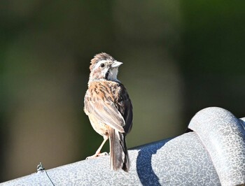 Rustic Bunting 近所 Mon, 9/20/2021