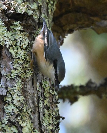 Eurasian Nuthatch 近所 Mon, 9/20/2021