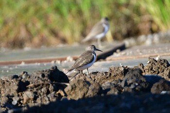 2021年9月20日(月) 長浜公園の野鳥観察記録