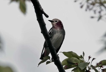 Chestnut-cheeked Starling 神奈川県 Thu, 4/20/2017