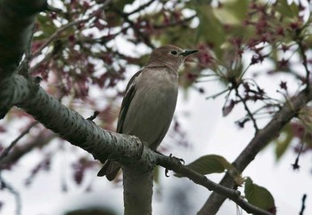 Chestnut-cheeked Starling 神奈川県 Thu, 4/20/2017