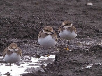 Little Ringed Plover Isanuma Sun, 9/19/2021