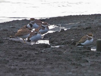 Little Ringed Plover Isanuma Sun, 9/19/2021