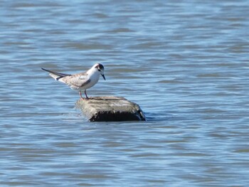 White-winged Tern Isanuma Sun, 9/19/2021