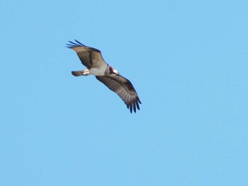 Osprey Isanuma Sun, 9/19/2021