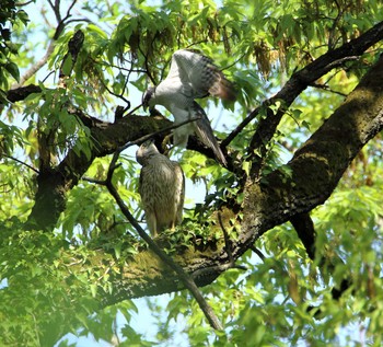 オオタカ 秋ヶ瀬公園 2017年4月20日(木)