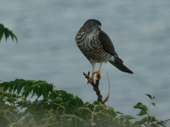 Chinese Sparrowhawk Yoron Island Mon, 9/20/2021