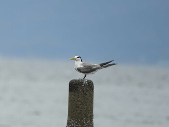 Sun, 9/19/2021 Birding report at 愛知県