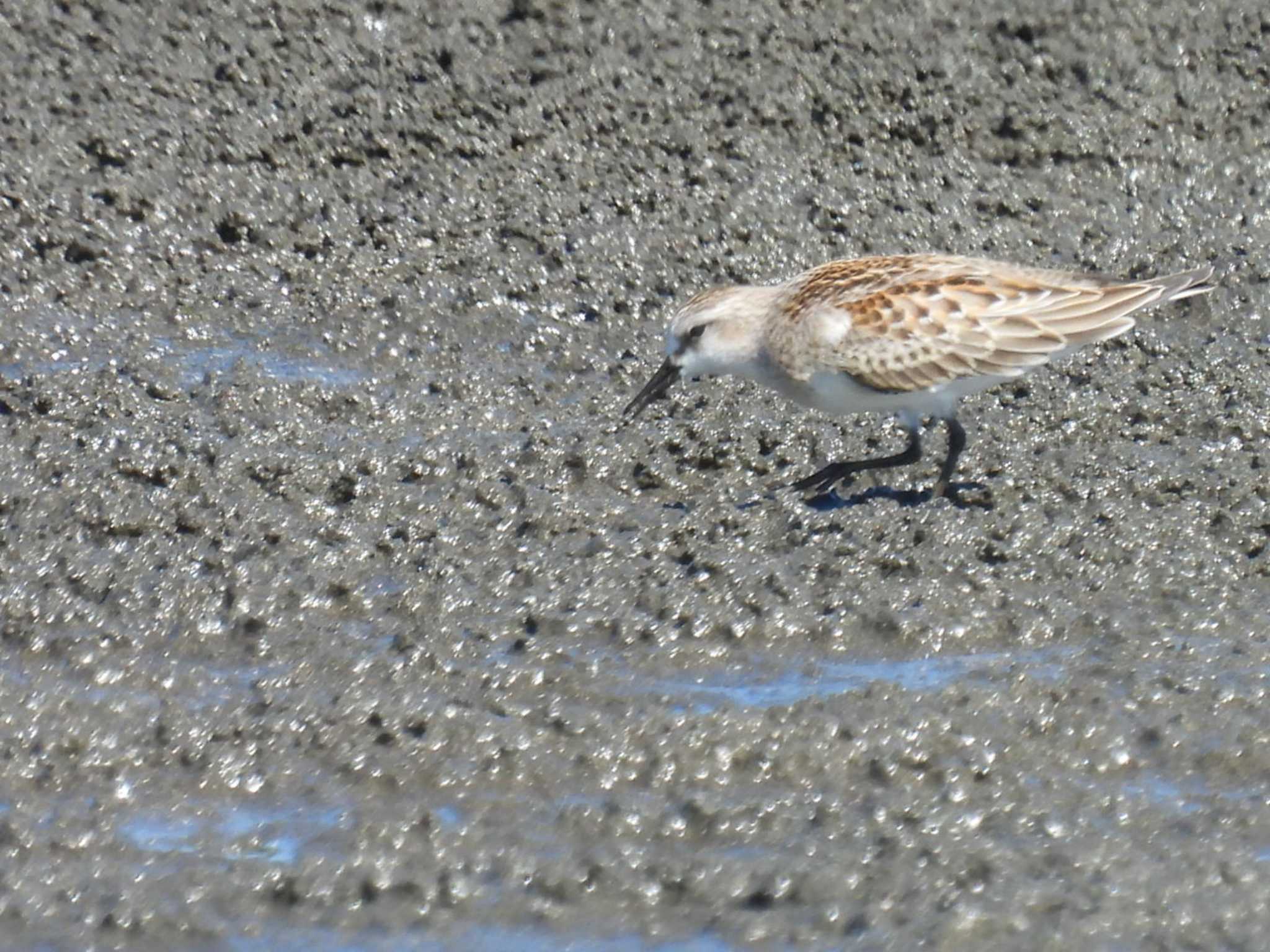 Photo of Red-necked Stint at Sambanze Tideland by カズー