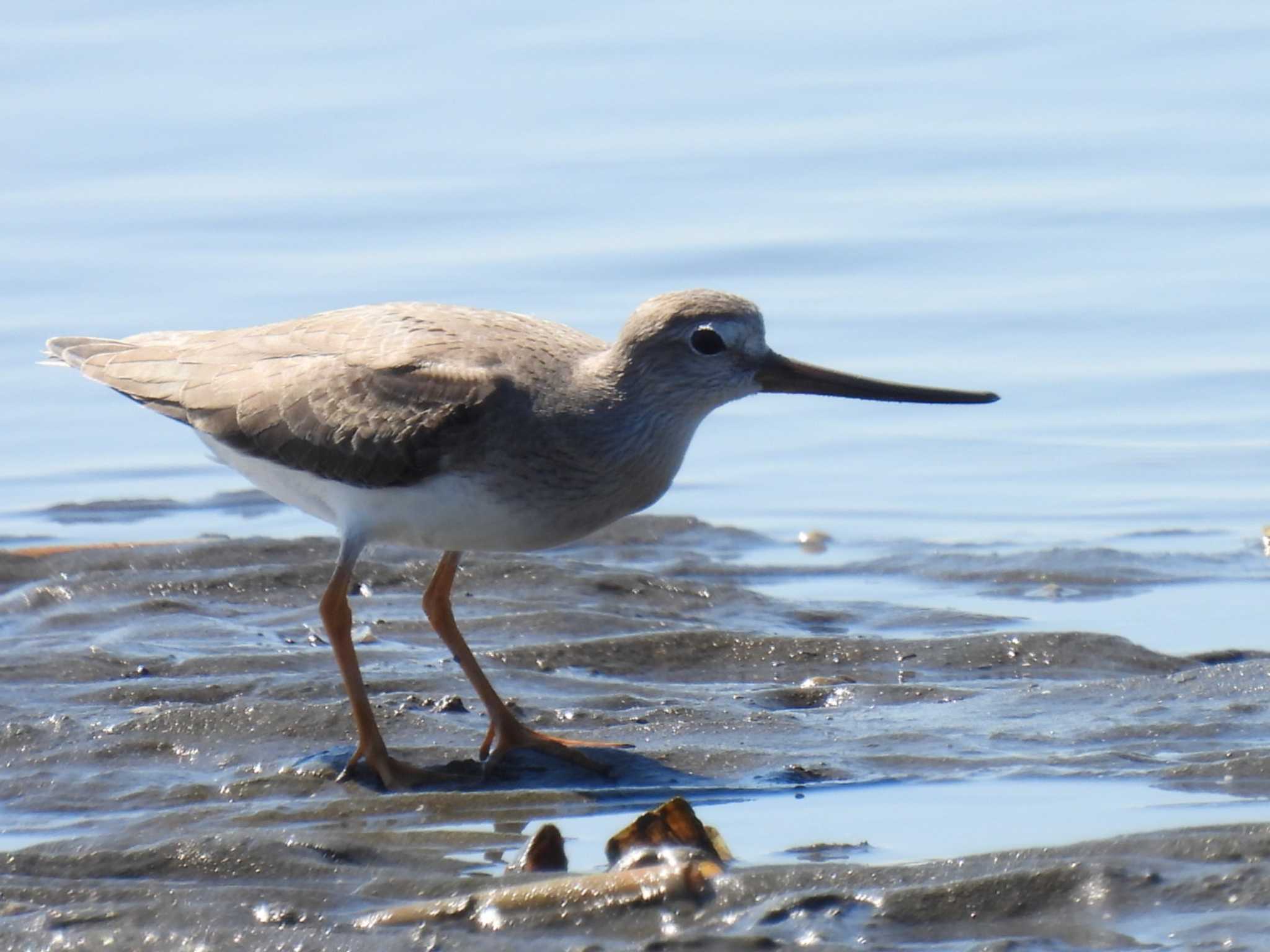 Terek Sandpiper