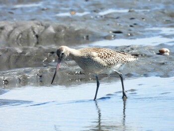 Bar-tailed Godwit Sambanze Tideland Mon, 9/20/2021