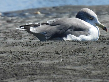 Black-tailed Gull Sambanze Tideland Mon, 9/20/2021