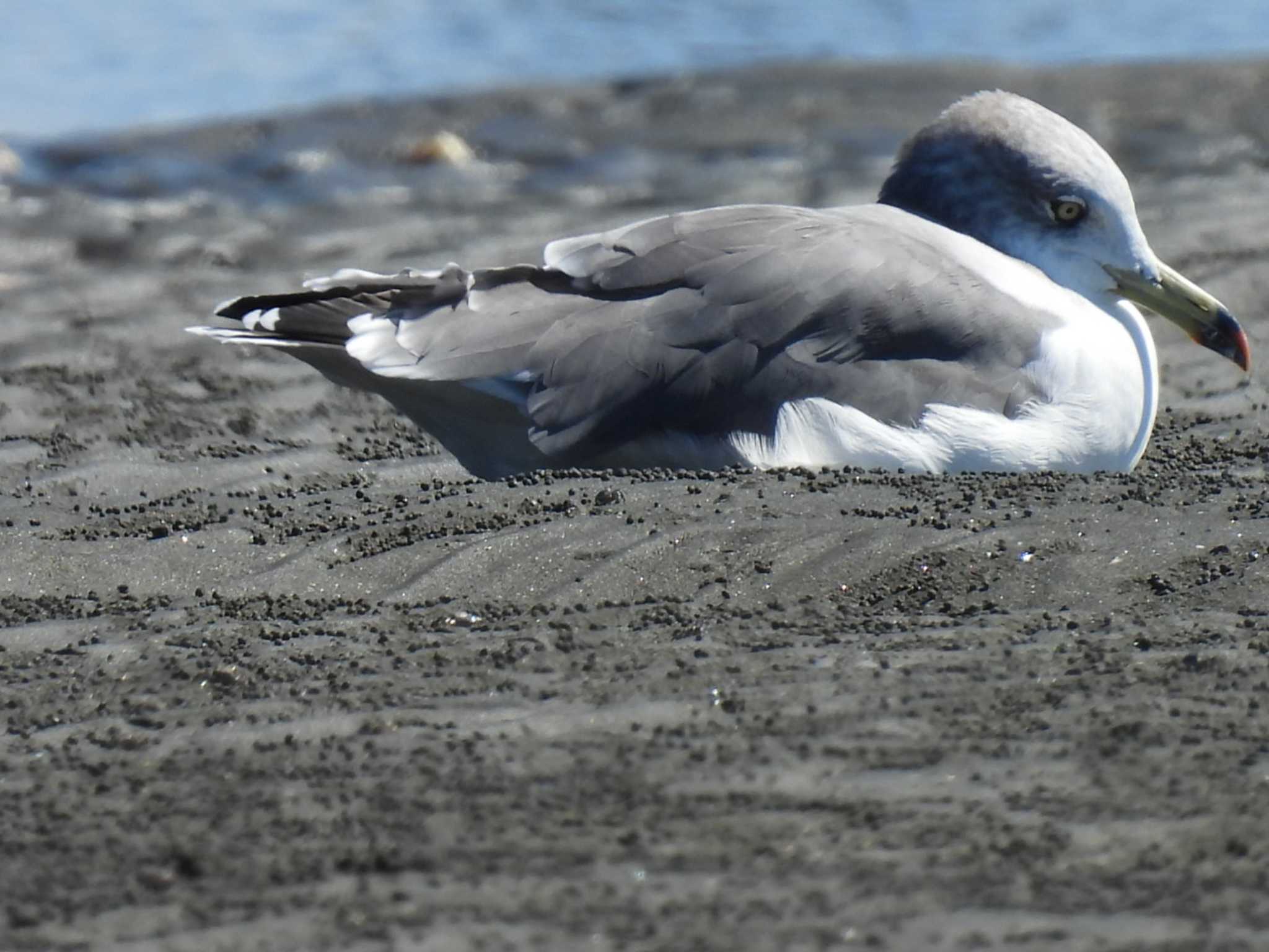 Black-tailed Gull