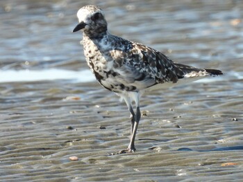 Pacific Golden Plover Sambanze Tideland Mon, 9/20/2021