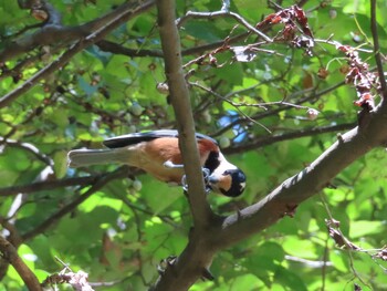 Mon, 9/20/2021 Birding report at 小山田緑地公園