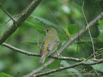 Narcissus Flycatcher Osaka castle park Mon, 9/20/2021