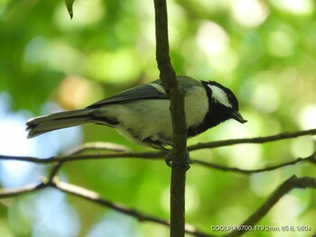 Japanese Tit Osaka castle park Mon, 9/20/2021