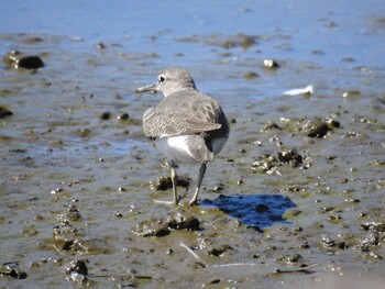 2021年9月19日(日) 葛西臨海公園の野鳥観察記録