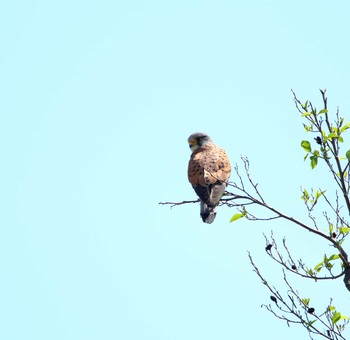 Common Kestrel Akigase Park Thu, 4/20/2017