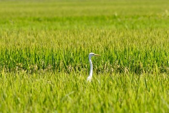 Mon, 9/20/2021 Birding report at 久喜市