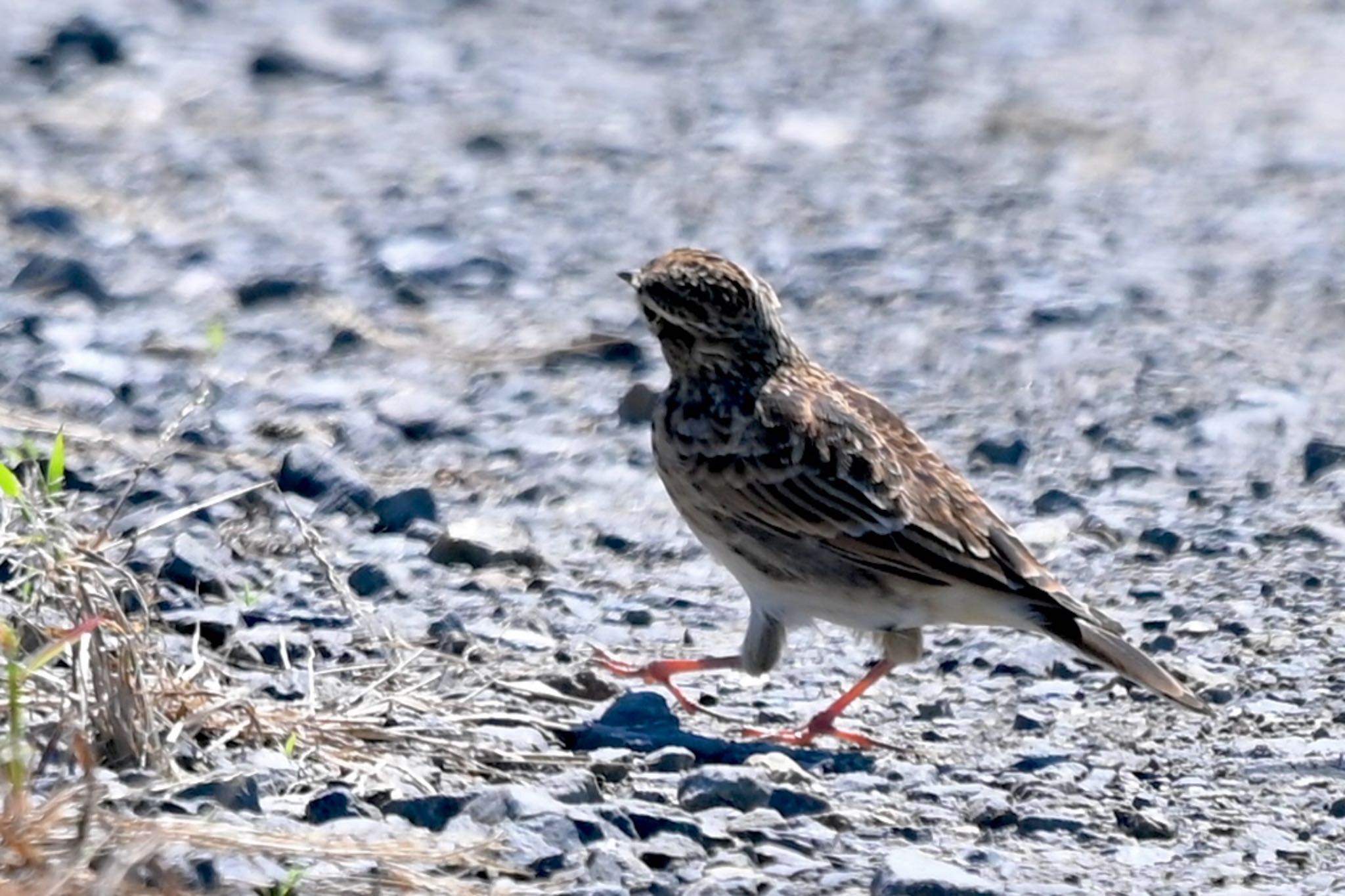 Eurasian Skylark