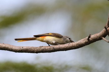 Small Minivet