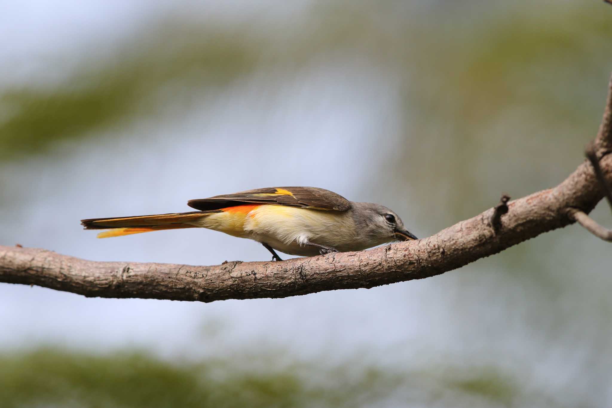 Photo of Small Minivet at Chatuchak Park by Trio