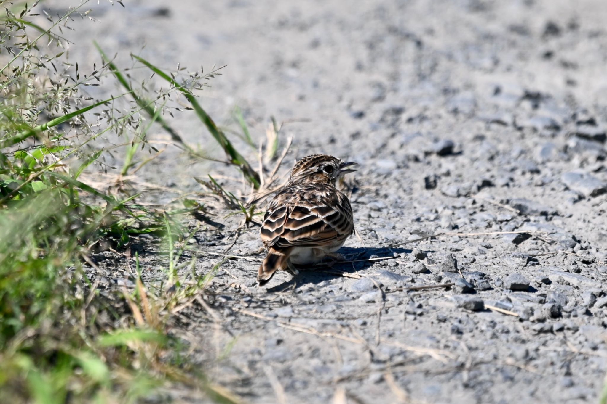 Eurasian Skylark