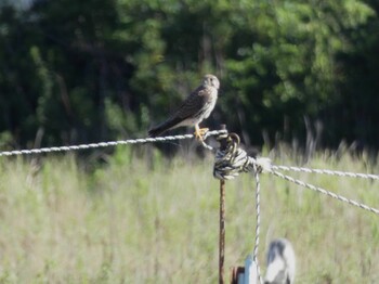 2021年9月20日(月) 富士川河口の野鳥観察記録