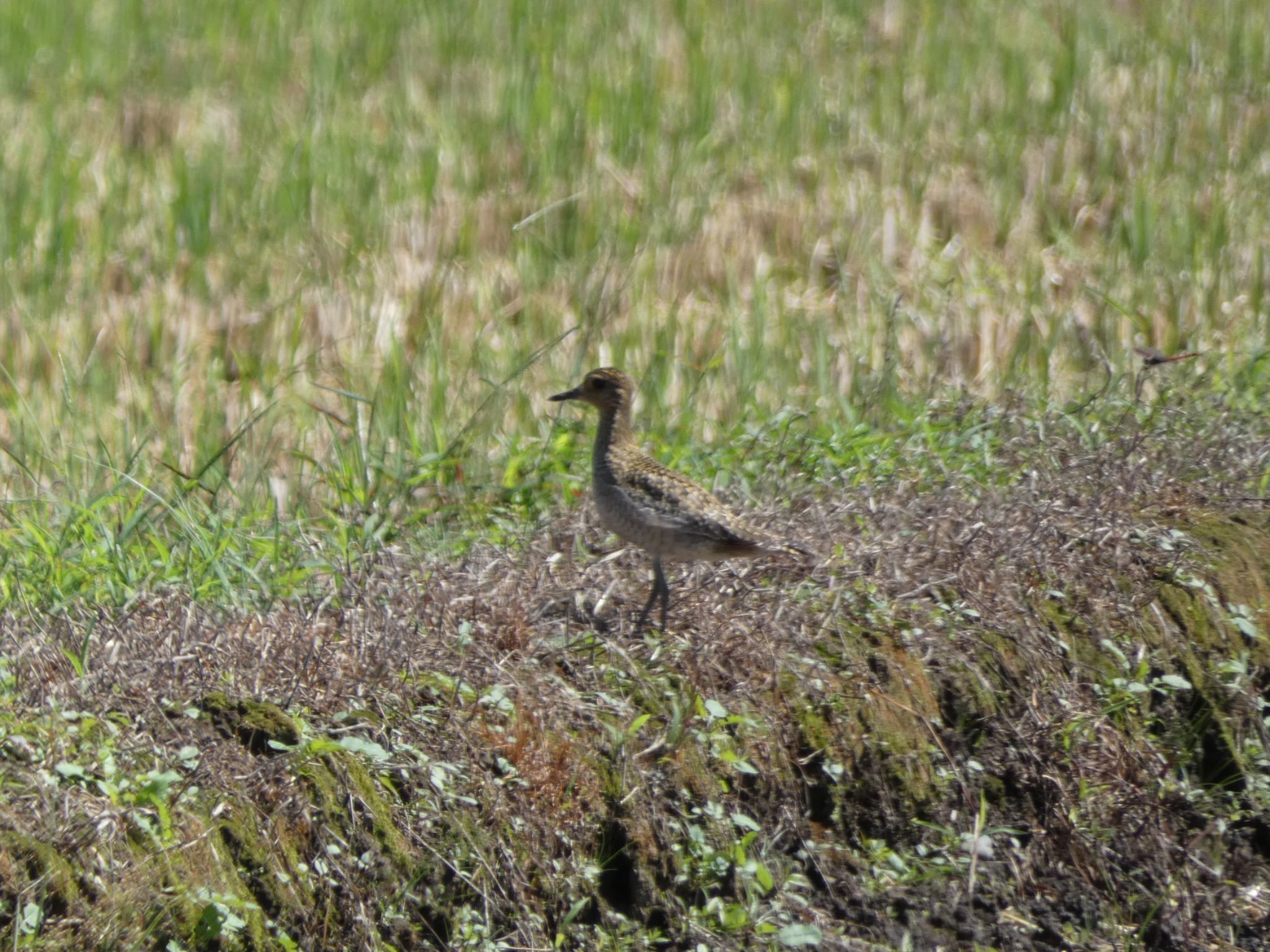 Pacific Golden Plover