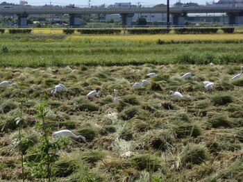 ダイサギ 浮島ヶ原自然公園 2021年9月20日(月)