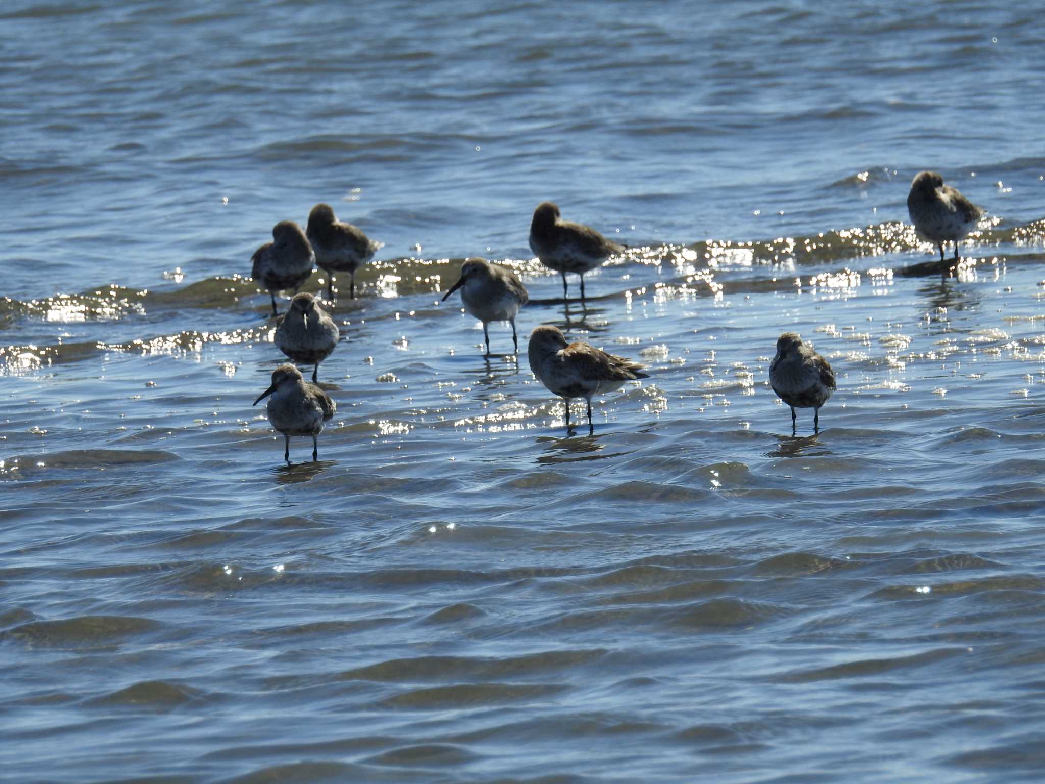 ふなばし三番瀬海浜公園 ハマシギの写真 by Kozakuraband