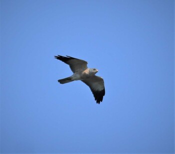 Chinese Sparrowhawk 烏帽子岳(長崎県) Mon, 9/20/2021