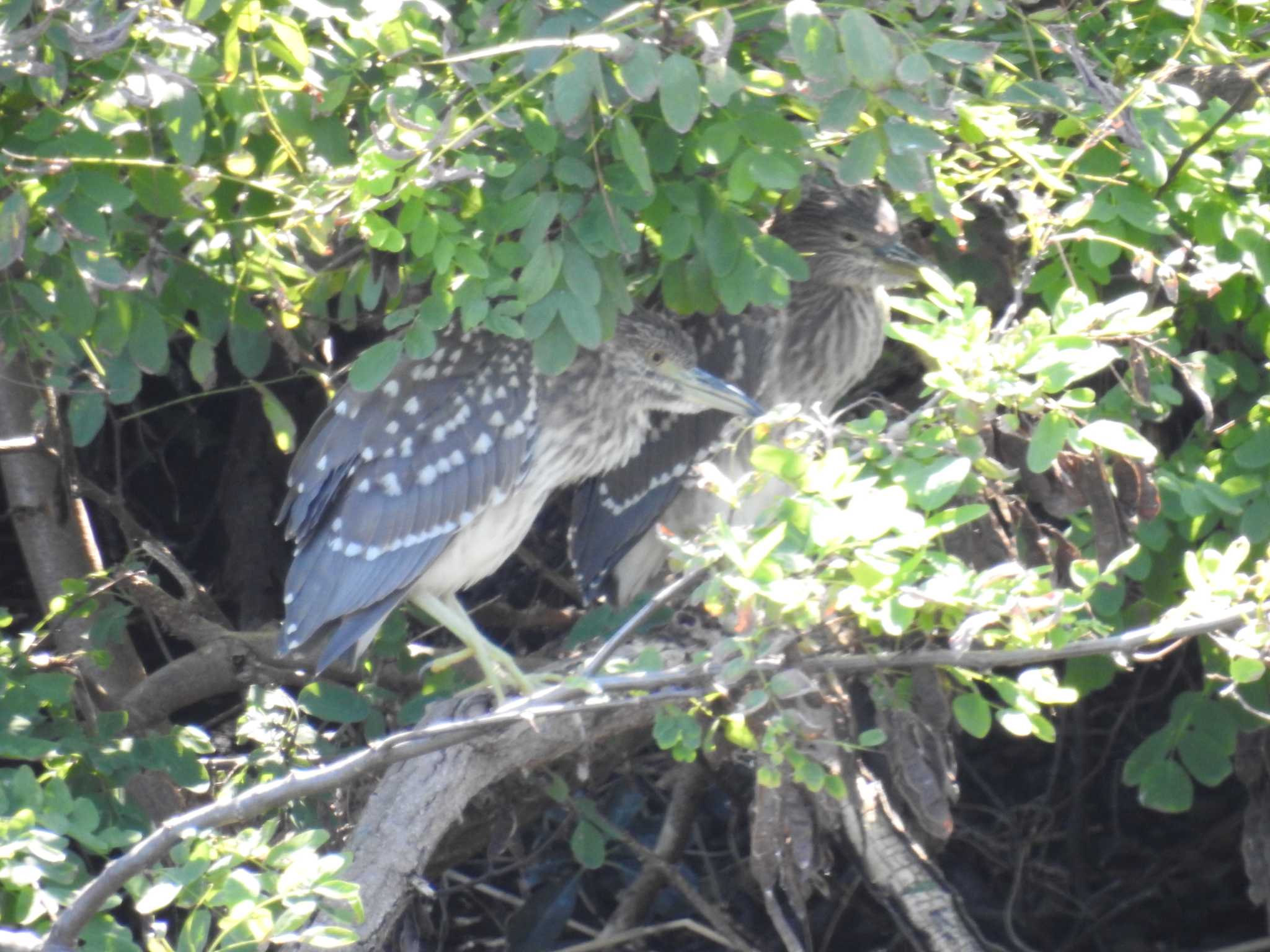 東京港野鳥公園 ゴイサギの写真 by Kozakuraband