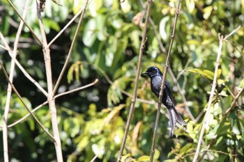 Bronzed Drongo Royal Agricultural Station Angkhang Wed, 3/22/2017