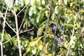 Bronzed Drongo