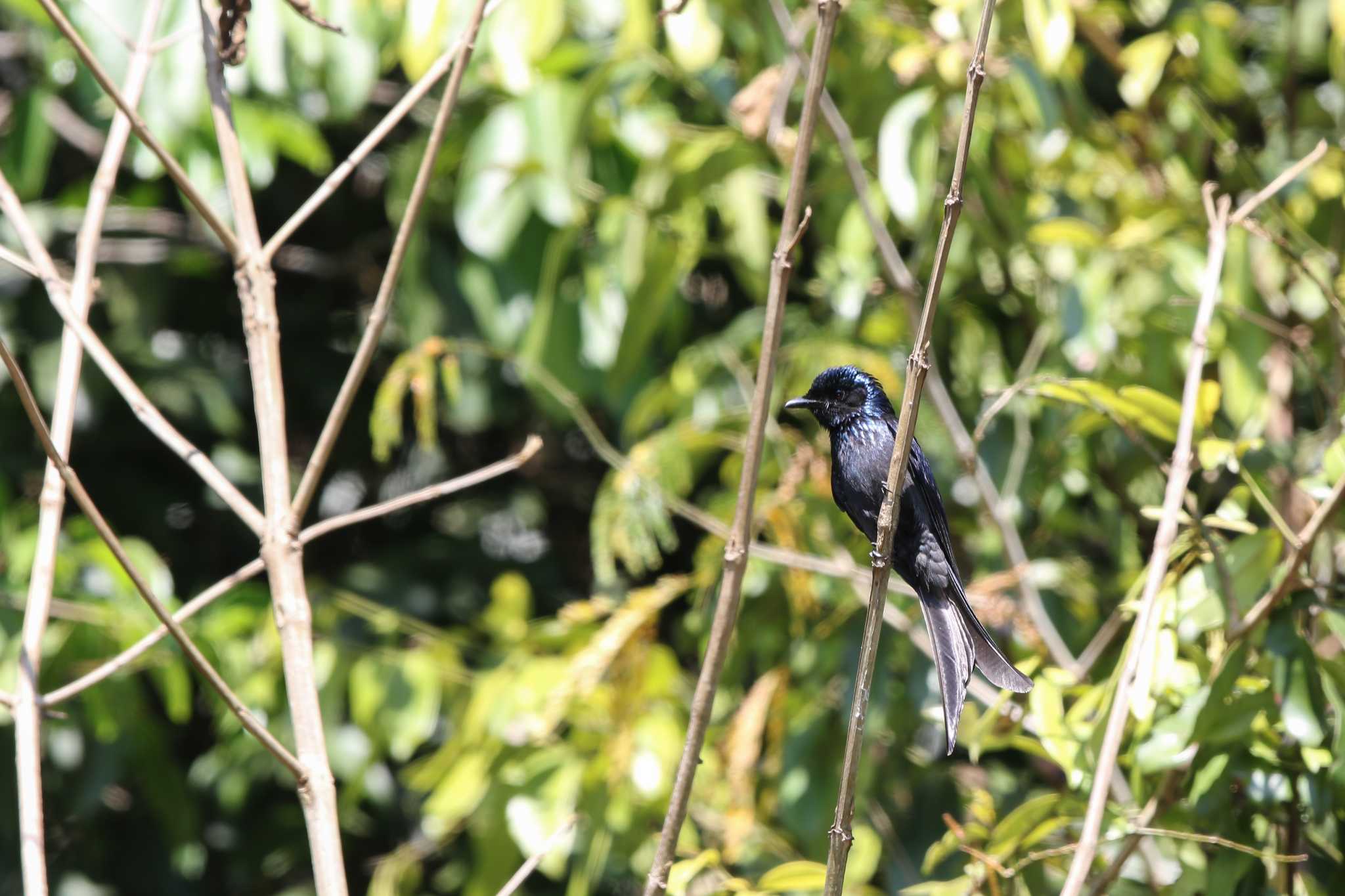 Photo of Bronzed Drongo at Royal Agricultural Station Angkhang by Trio