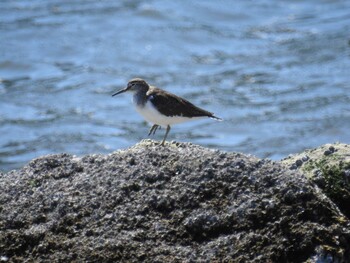 2021年9月20日(月) 東京港野鳥公園の野鳥観察記録