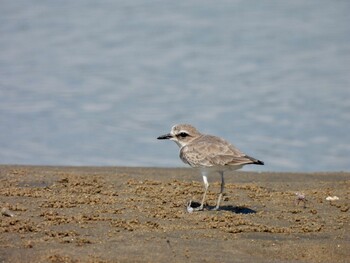 2021年9月20日(月) 安濃川河口の野鳥観察記録