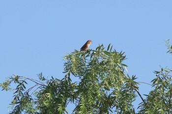 2021年9月20日(月) 多摩川二ヶ領宿河原堰の野鳥観察記録