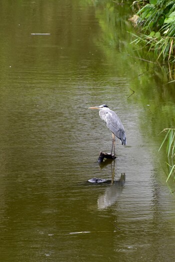 Grey Heron 鶴ヶ城 Thu, 8/12/2021