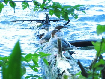 2021年9月20日(月) 阿寒湖畔の野鳥観察記録