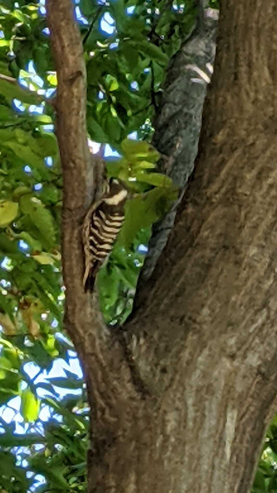 Japanese Pygmy Woodpecker