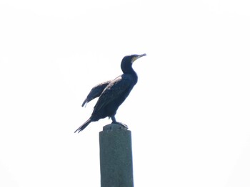 カワウ 荒川・砂町水辺公園(東京都江東区) 2021年9月20日(月)