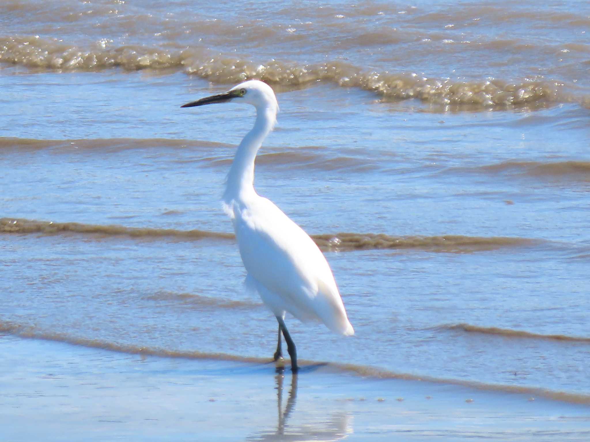 Little Egret