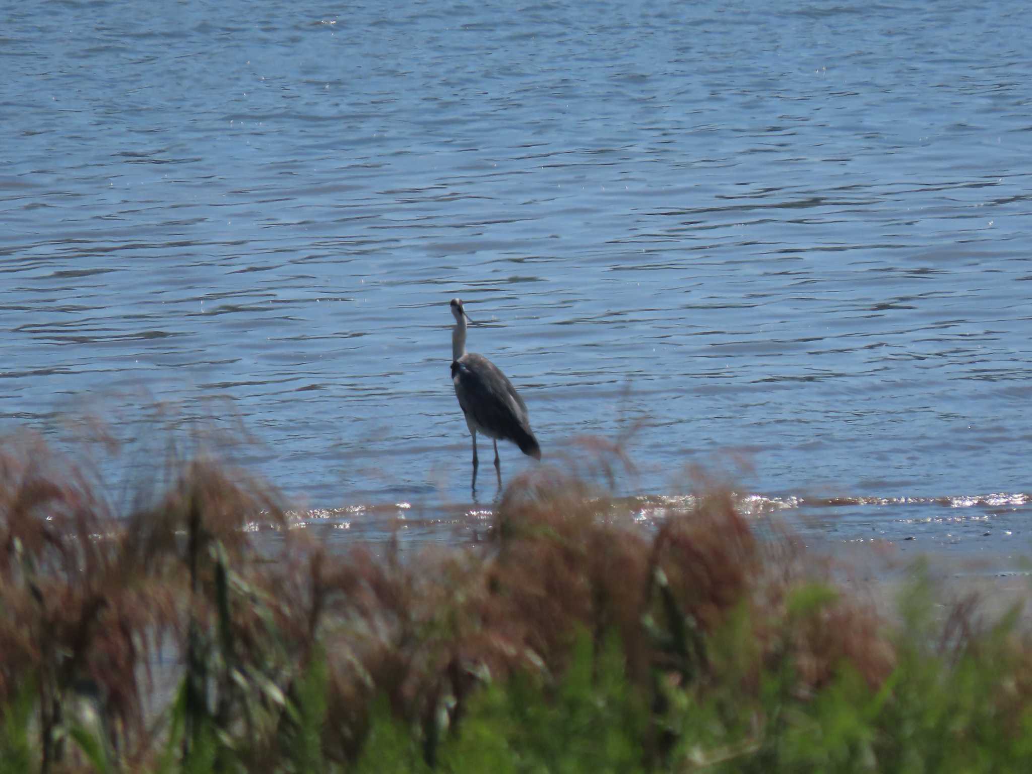 Grey Heron